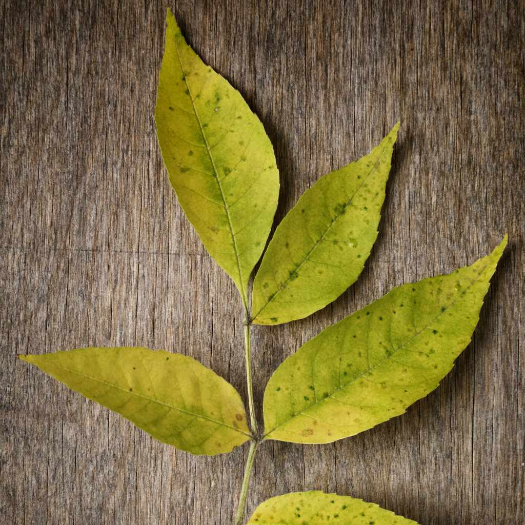 Leaflet Shape and Arrangement