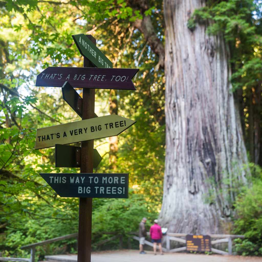 Choosing Your Adventure in Redwood National Park