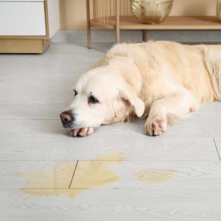 Remove Dog Pee Stain from Hardwood Floor