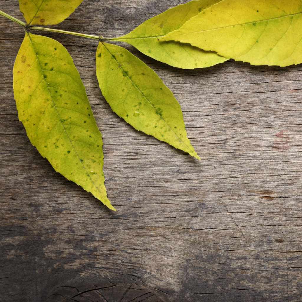 Understanding the Ash Tree