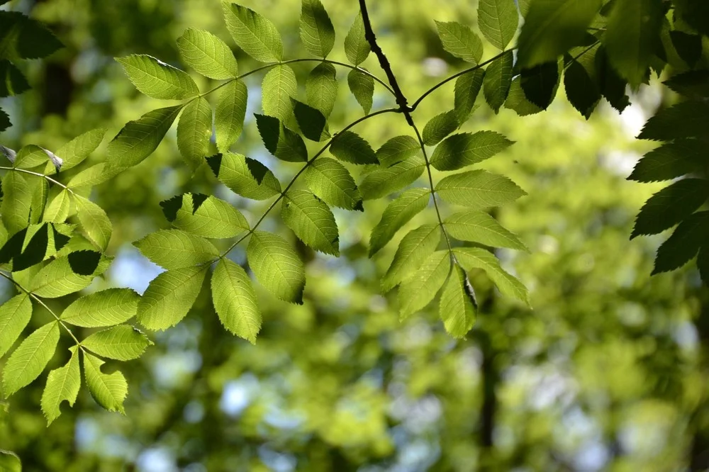 Backlit ash leaves with leaflets in opposite pairs along a central stem