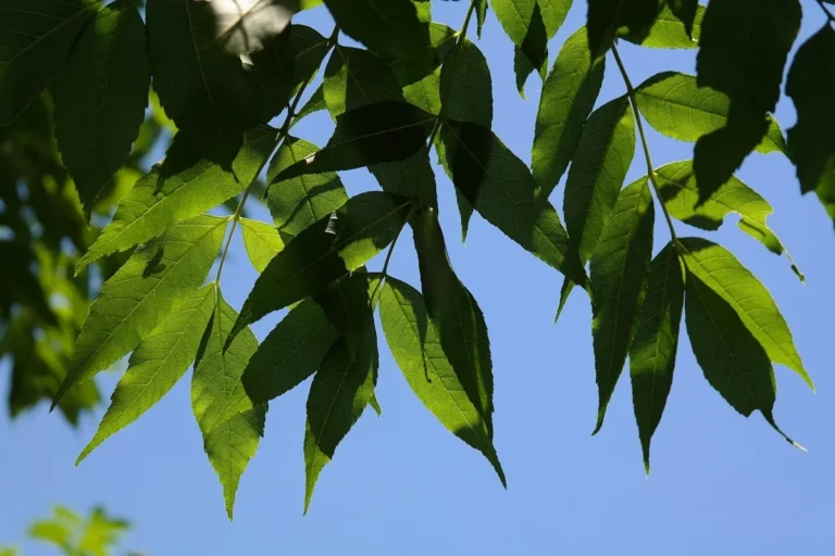 Ash tree compound leaves with pointed toothed leaflets seen from below against blue sky