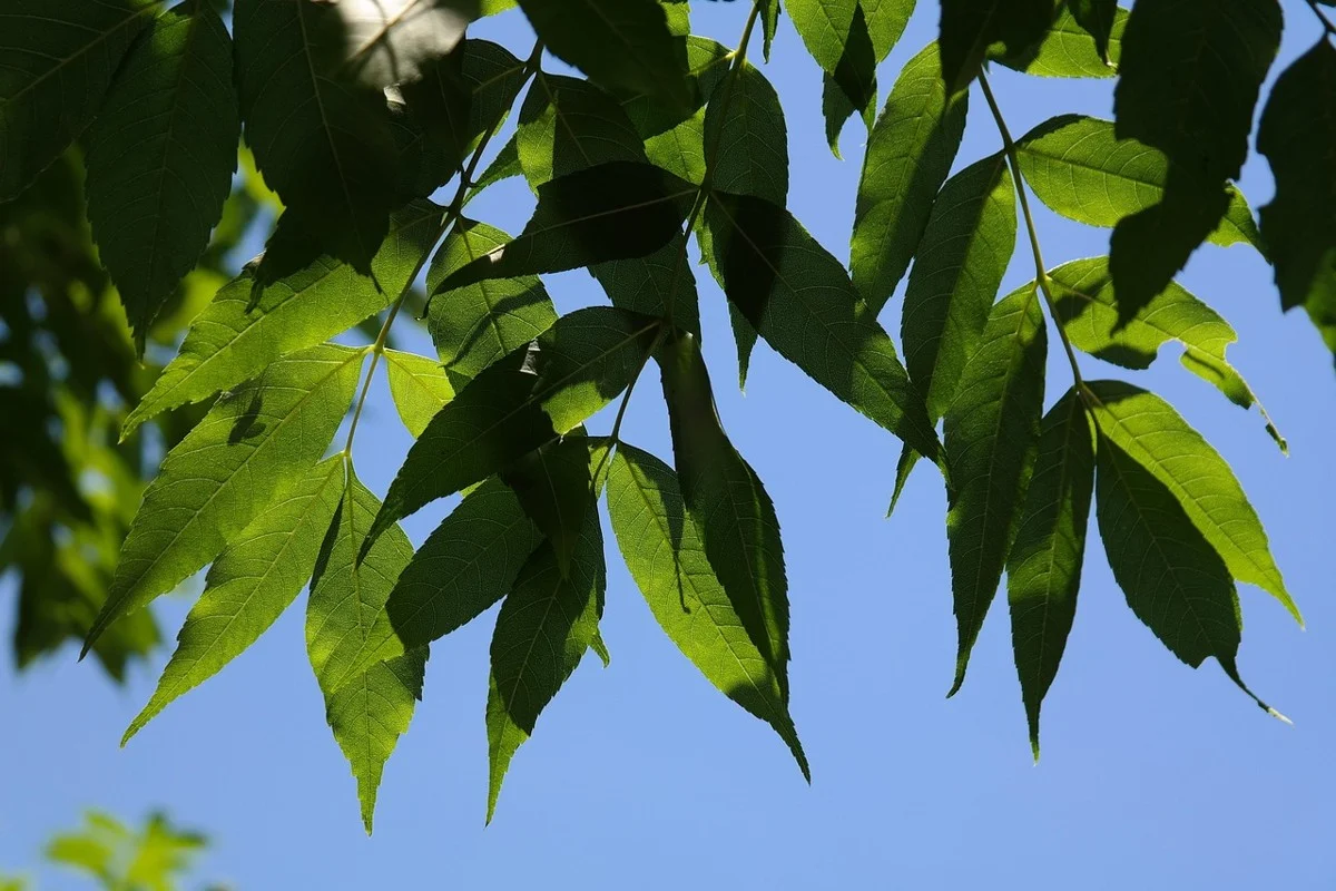 Ash tree compound leaves with pointed toothed leaflets seen from below against blue sky