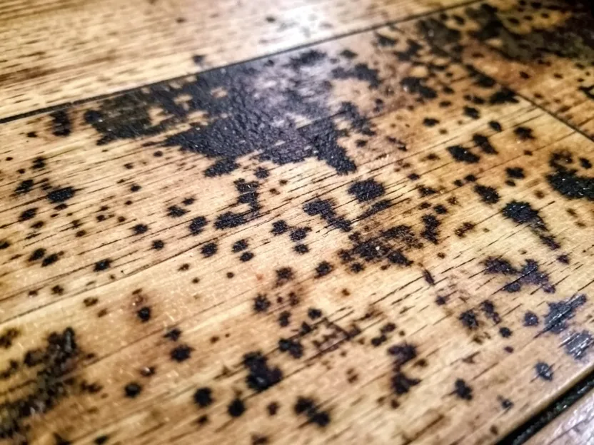Close-up of a wood floor board with uneven blotchy stain patches, a common DIY staining mistake