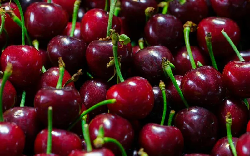 Close-up of glossy dark red Bing cherries with green stems