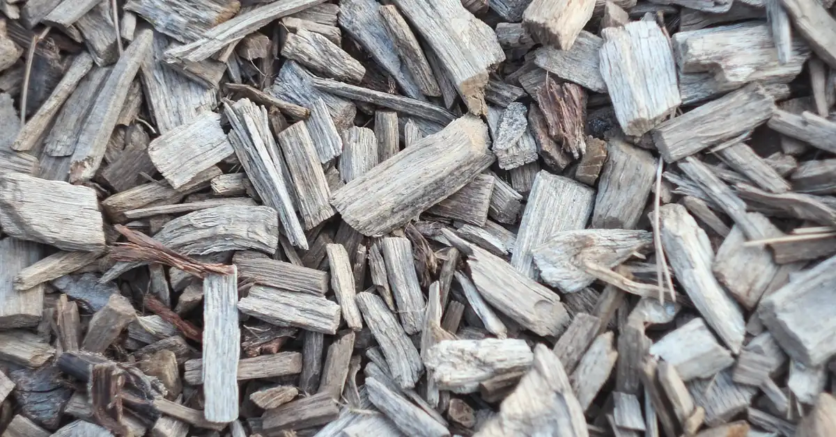 Weathered cedar wood chips breaking down into mulch in a garden bed