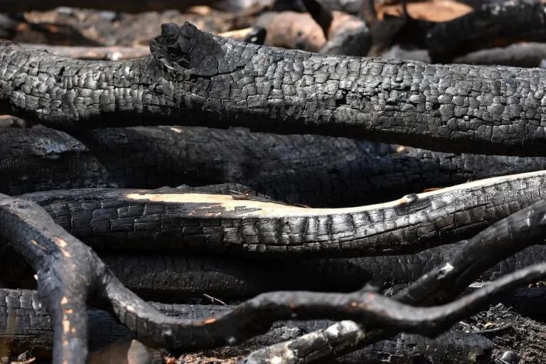 Charred wood logs with a black, cracked carbon surface