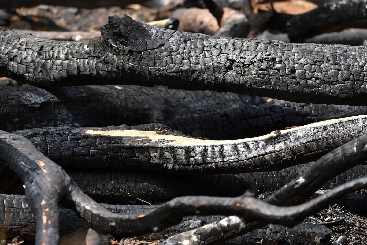 Charred wood logs with a black, cracked carbon surface