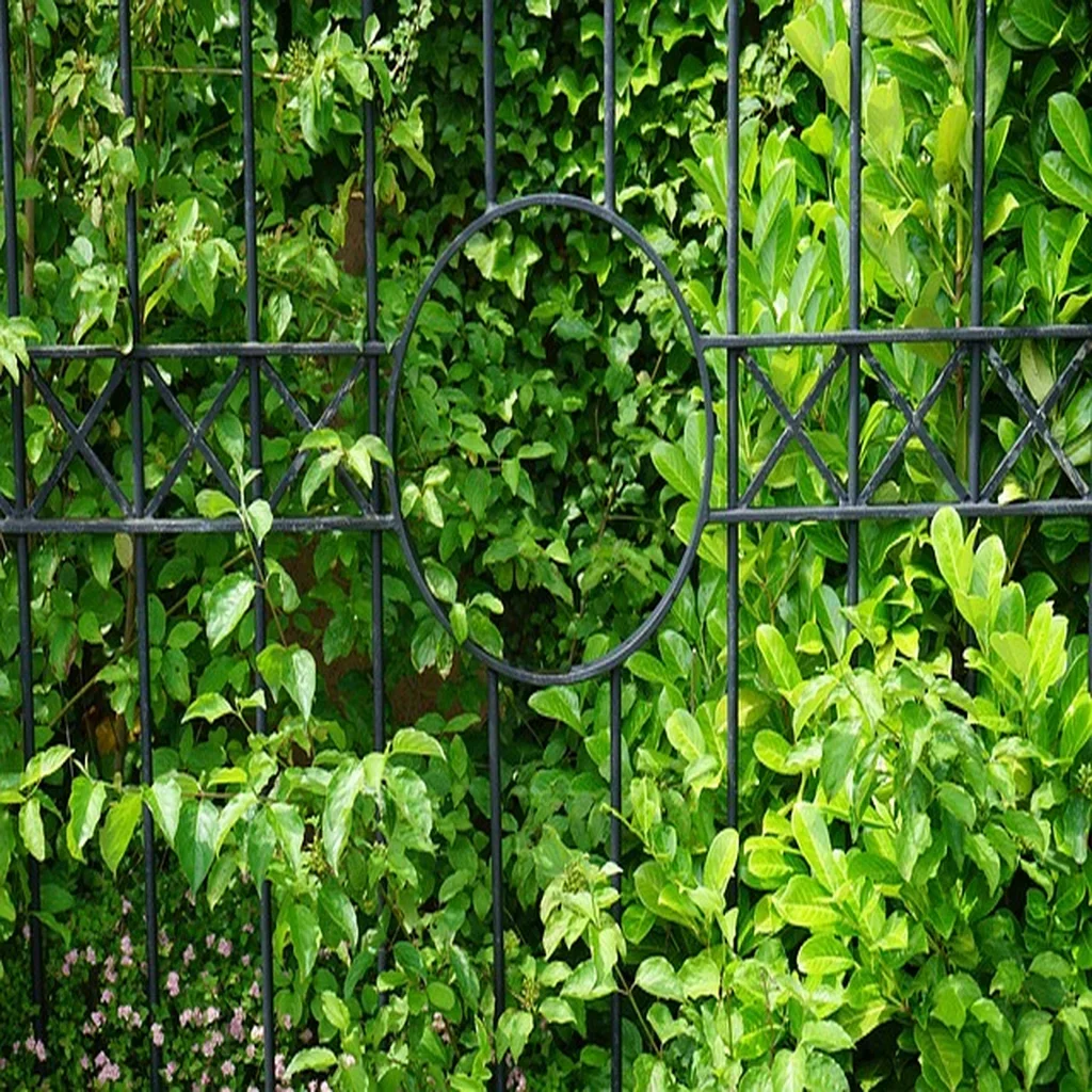 Wrought iron garden fence covered in dense cherry laurel hedge growth