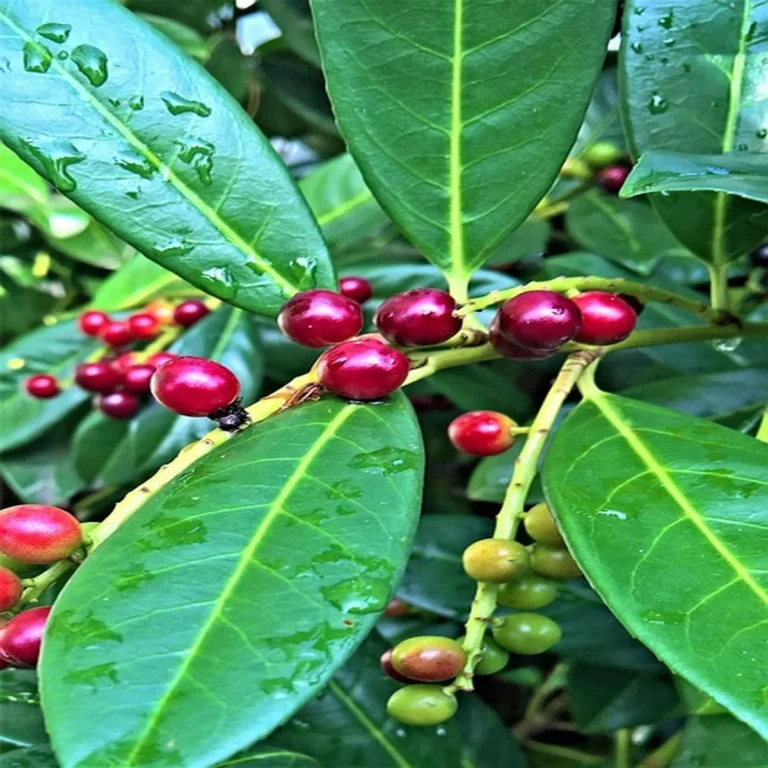 Glossy cherry laurel leaves with dark red berries