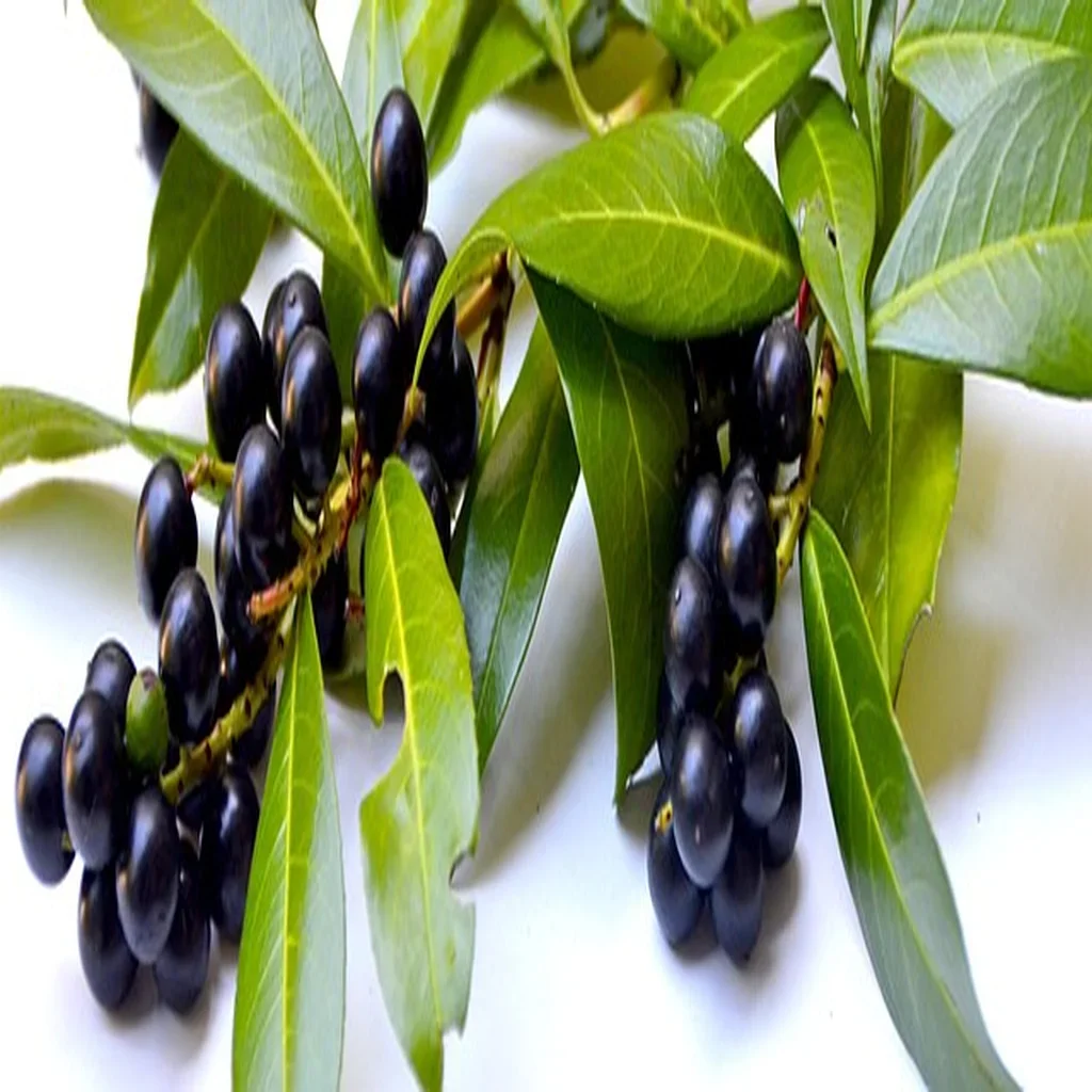 Close-up of glossy cherry laurel leaves and dark red berries