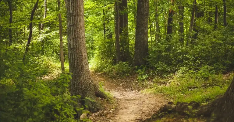 Sunlit deciduous forest trail, the woodland edge habitat where wild black cherry and chokecherry trees commonly grow