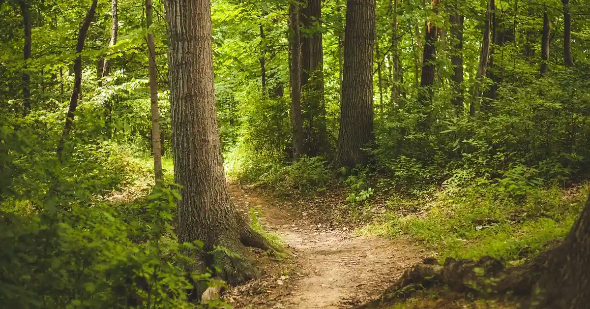 Sunlit deciduous forest trail, the woodland edge habitat where wild black cherry and chokecherry trees commonly grow Sunlit deciduous forest trail, the woodland edge habitat where wild black cherry and chokecherry trees commonly grow