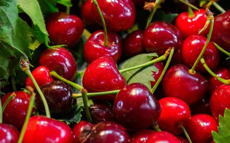 Freshly picked dark cherries still attached to stems with green leaves