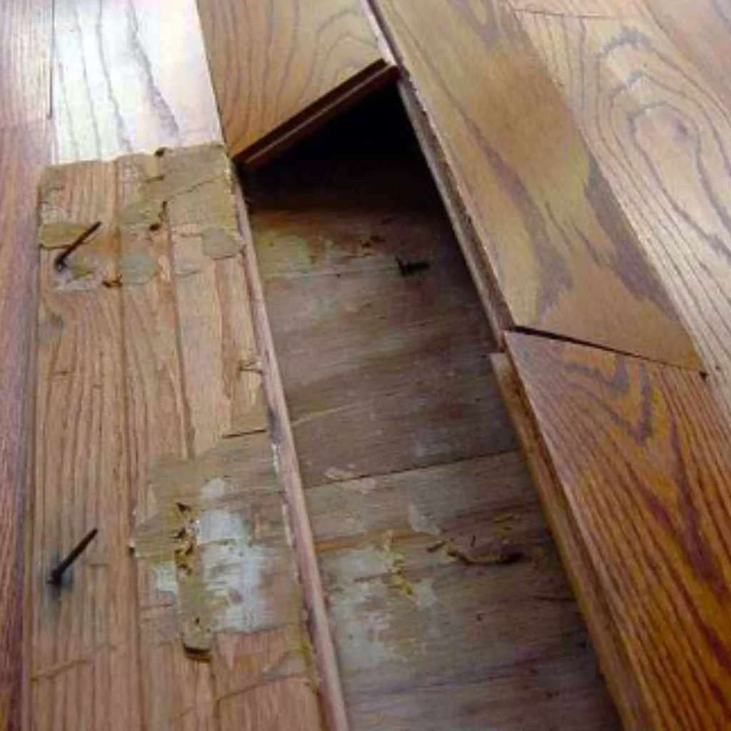 Buckled hardwood floorboard lifted away from the subfloor, exposing nails and old adhesive after moisture damage