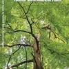 Trees: A Folding Pocket Guide to Familiar North American Plants
