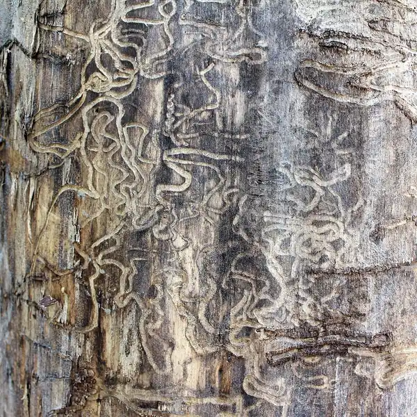 Termite feeding galleries and tunnels carved into damaged wood