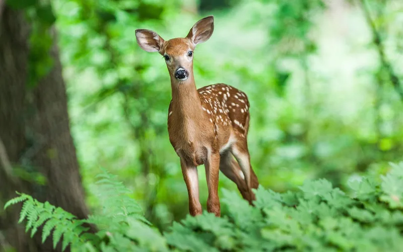 White-tailed deer fawn in a forest understory, one of many wildlife species that feed on wild cherry fruit White-tailed deer fawn in a forest understory, one of many wildlife species that feed on wild cherry fruit