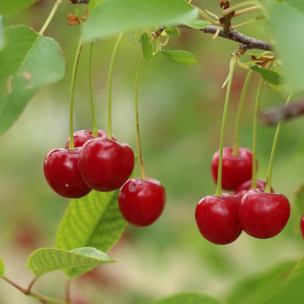 Understanding Cherry Tree Toxicity