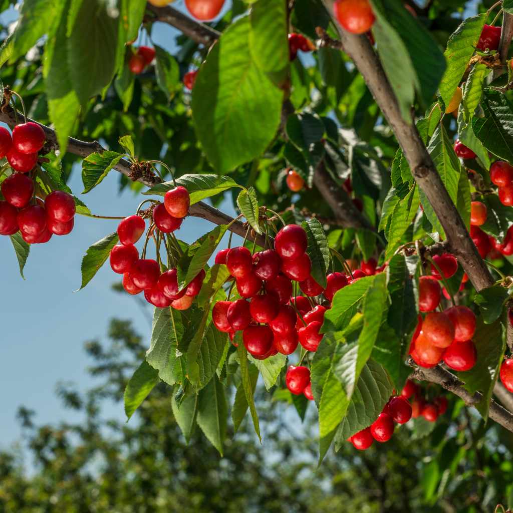 Comparison of Cherry Tree Parts and Toxicity