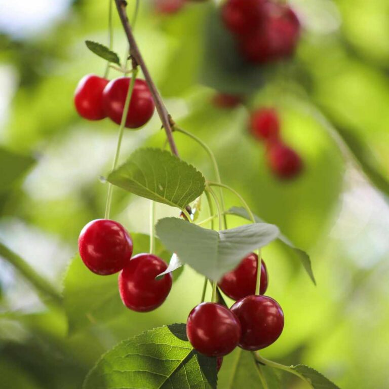 Are Cherry Trees Poisonous To Humans A Safety Guide