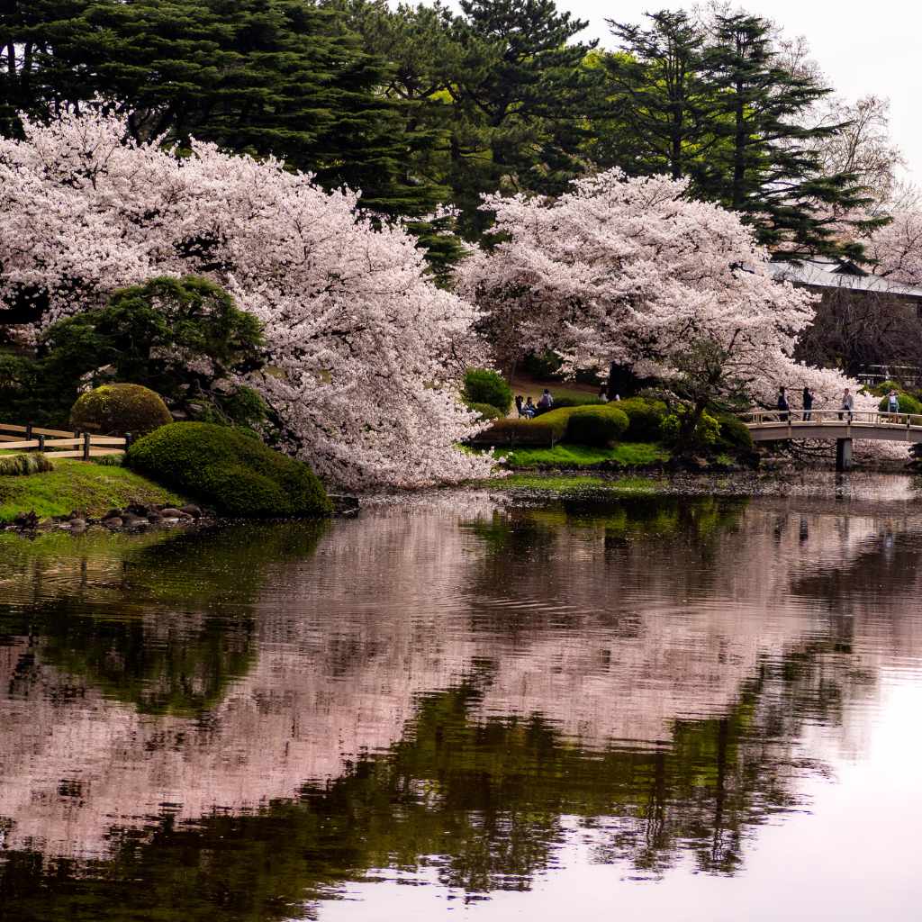 What Happens If My Cherry Tree Isn't Producing Fruit?