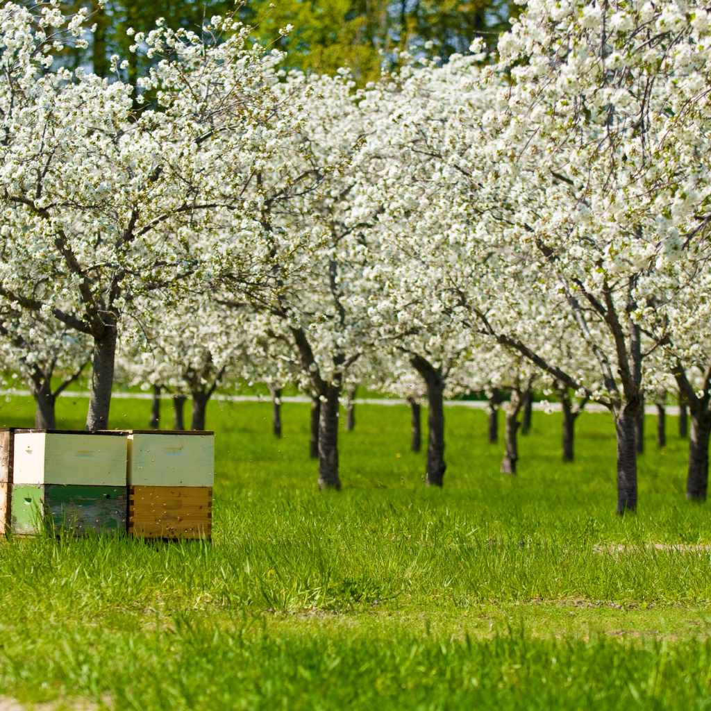 Are Cherry Trees Self-Pollinating Grower Answers