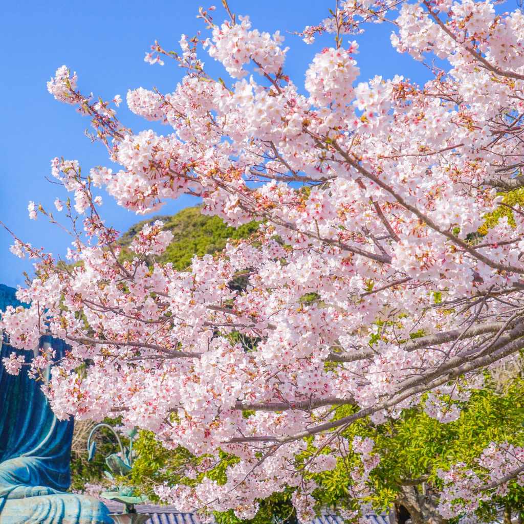 Understanding Cherry Blossom Colors