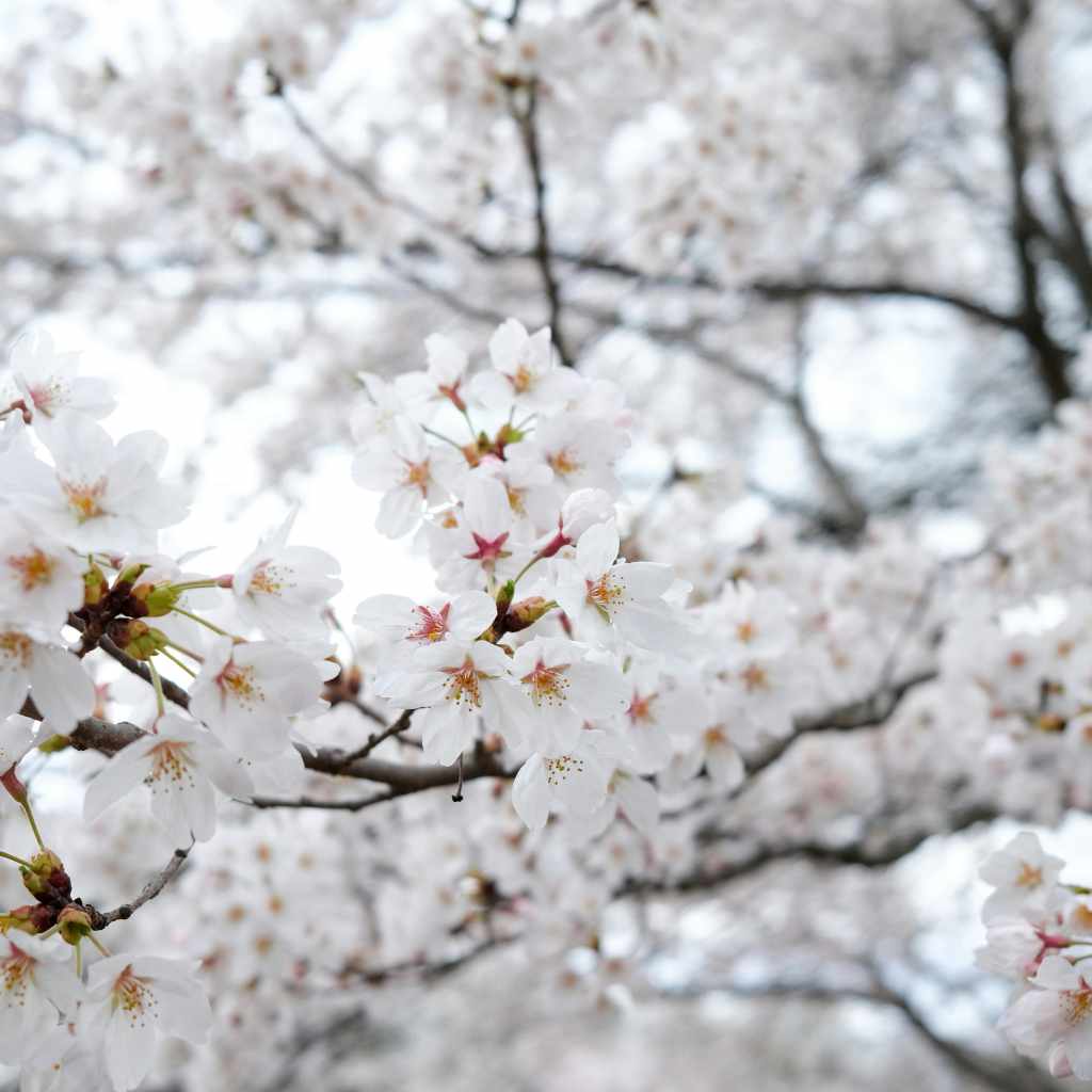 Are There Purple Cherry Blossoms