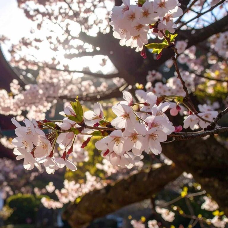 Are There Purple Cherry Blossoms Rare Varieties Explained