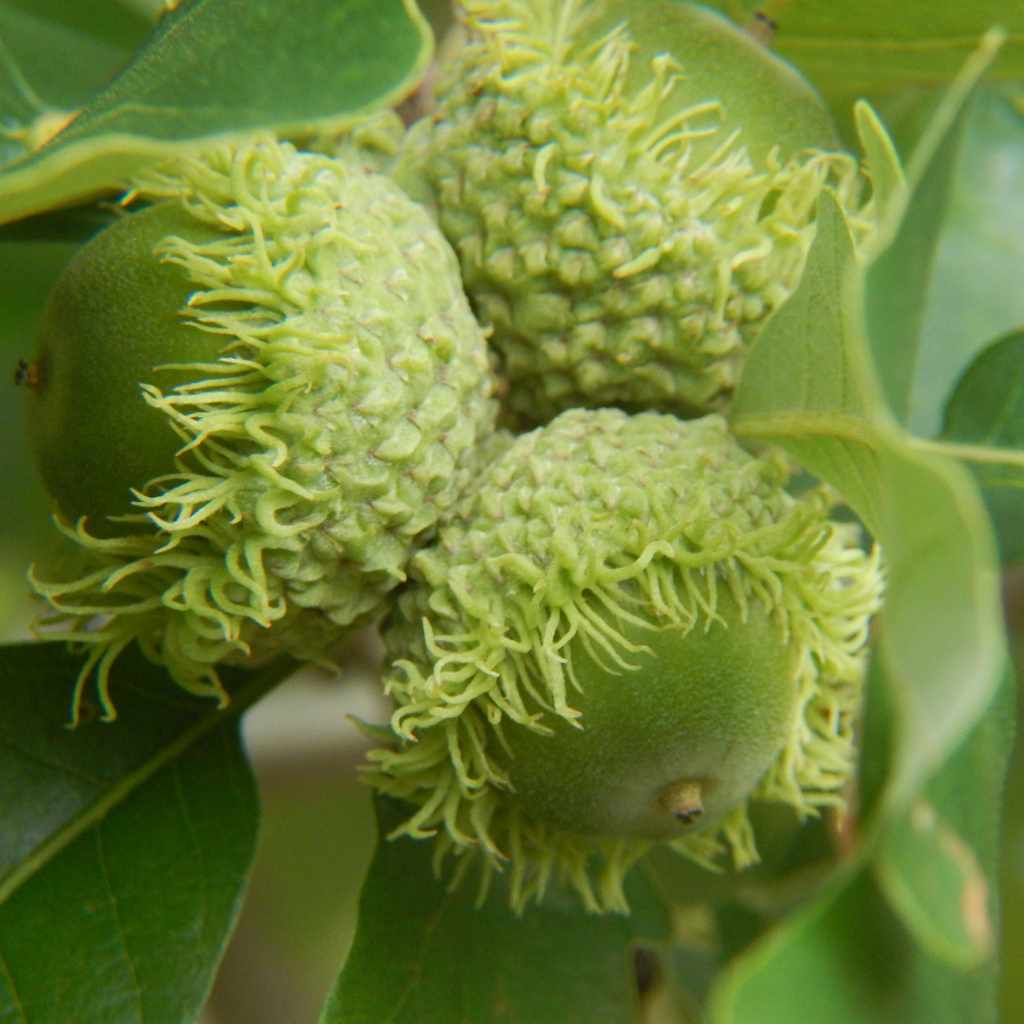 Leaves and Their Unique Features