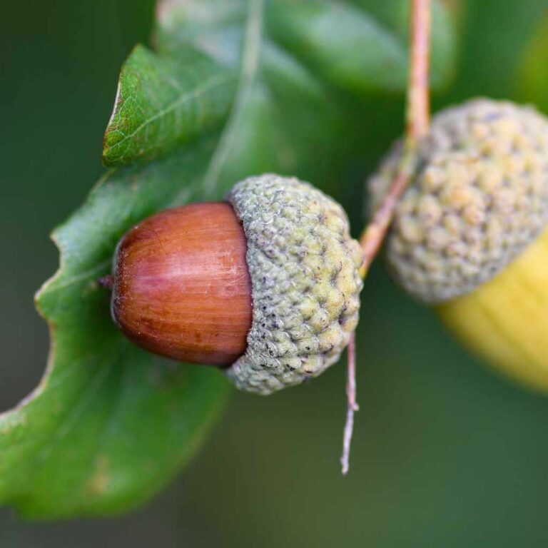 Bur Oak vs White Oak