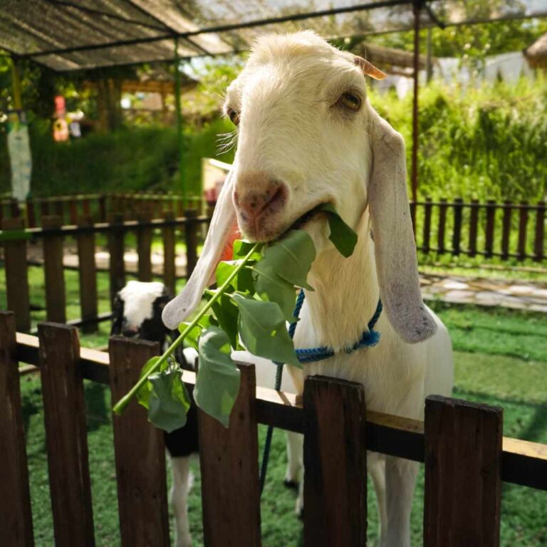 Can Goats Eat Oak Leaves?