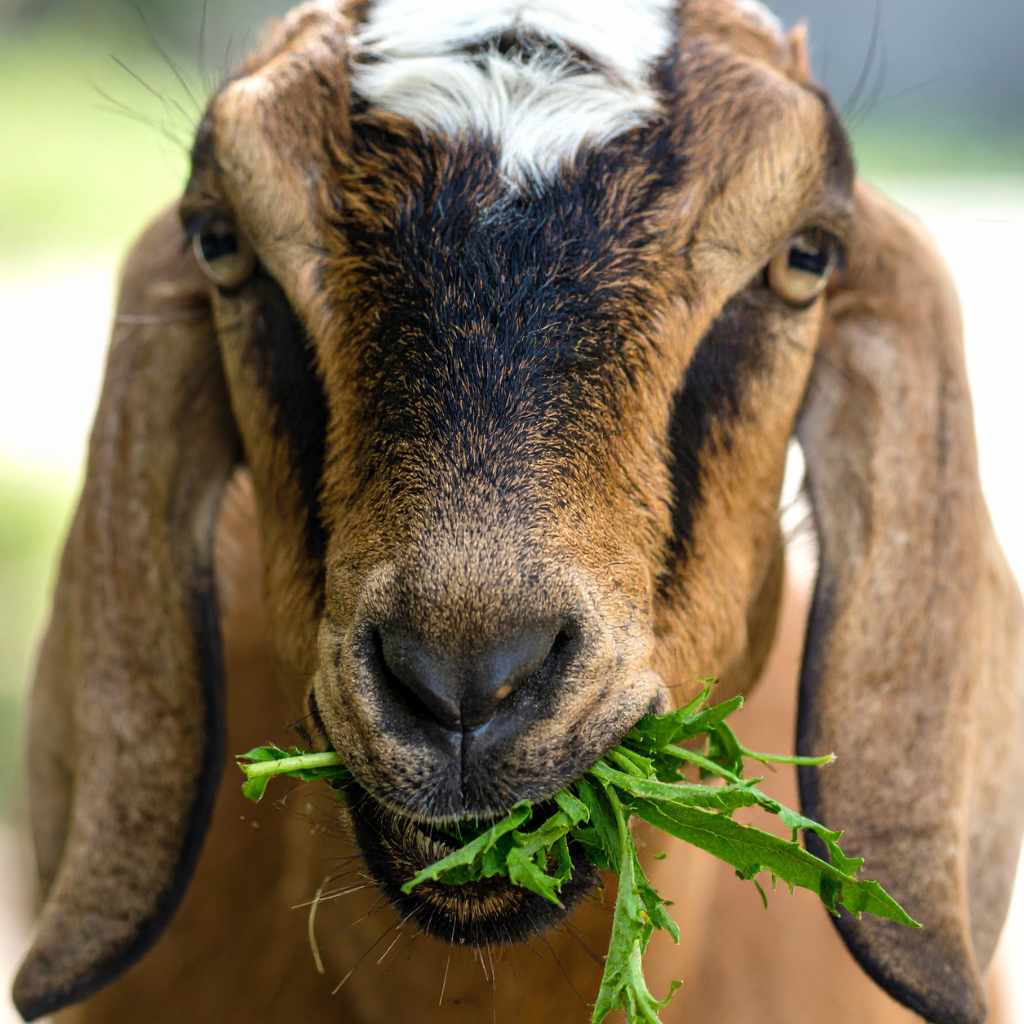 Goat Care After Potential Exposure