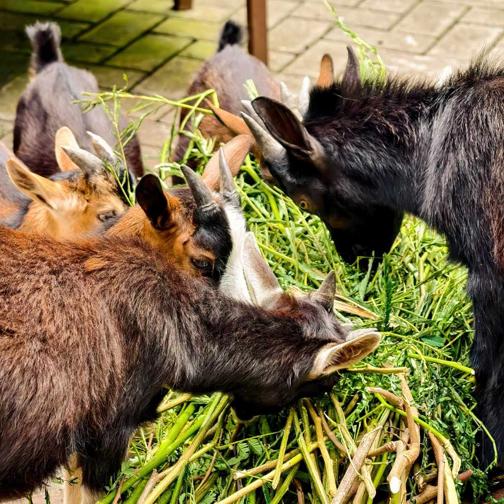 Goat Digestive Systems Explained