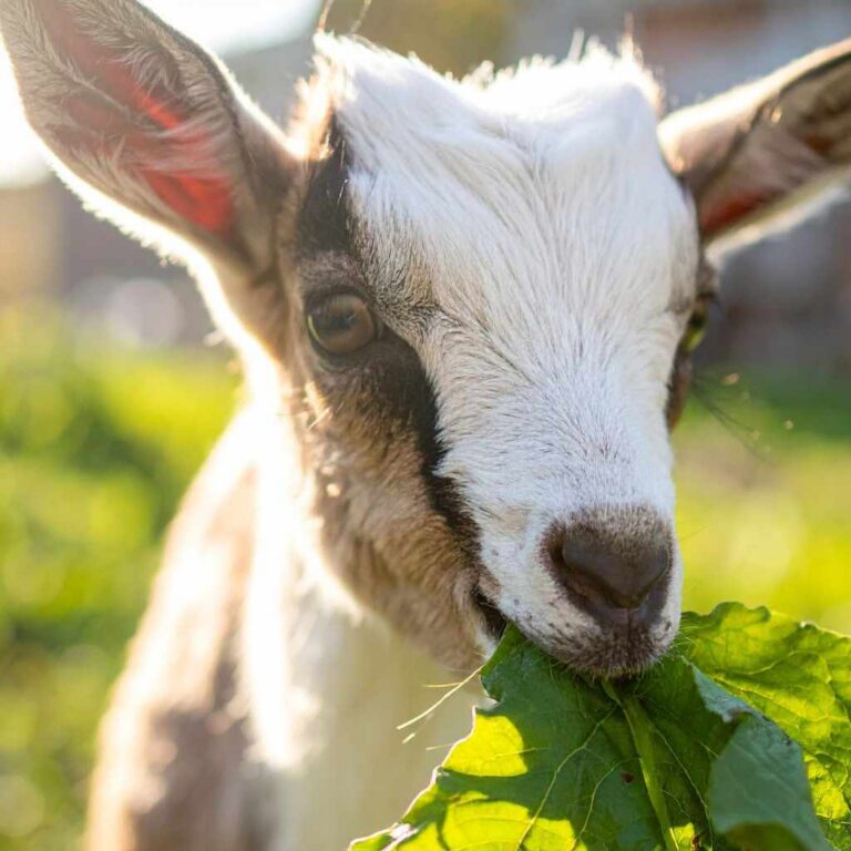 Can Goats Eat Poison Oak