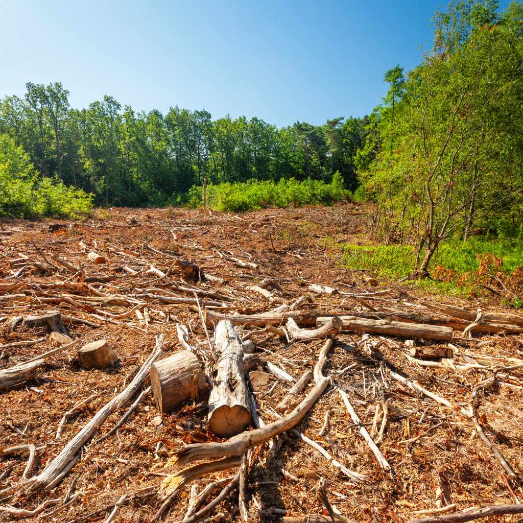 Check Local Rules on Tree Removal