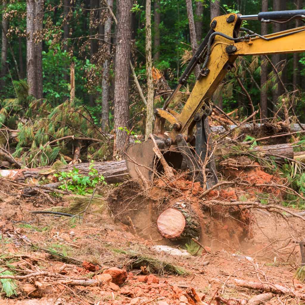 When to Call a Professional Arborist