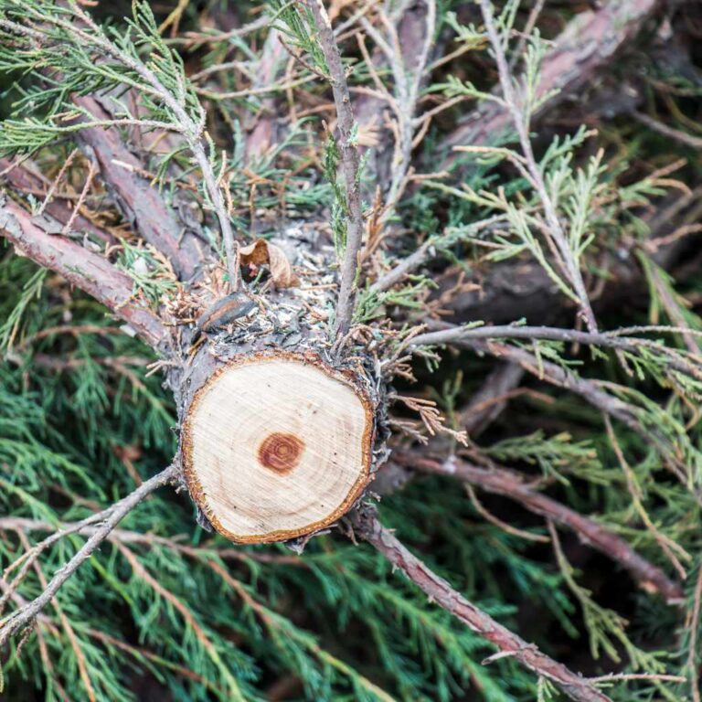 Can I Cut an Oak Tree Down