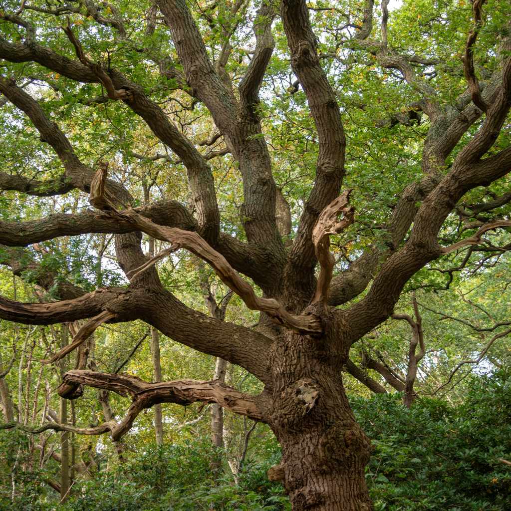 Understanding the Plant's Nature