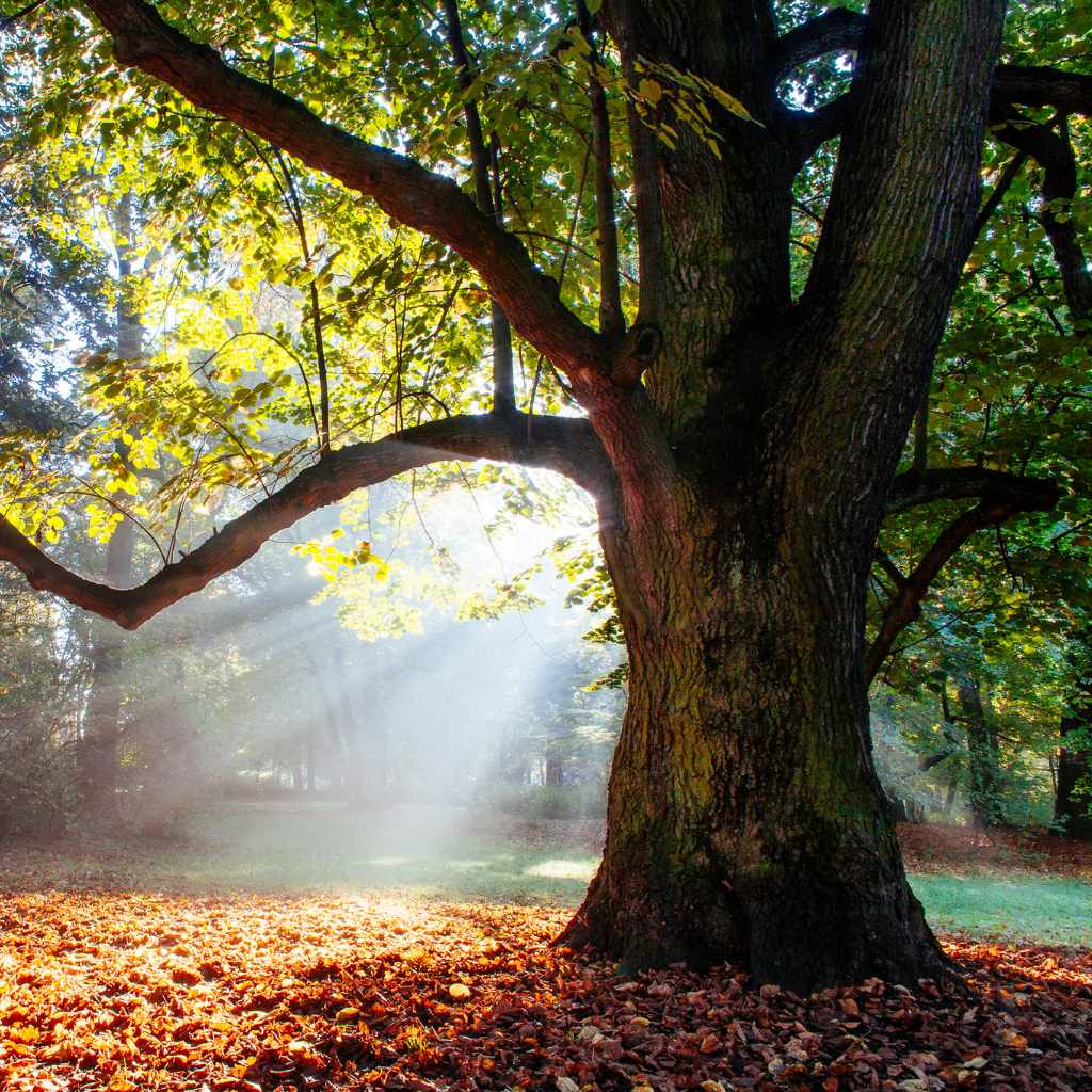 Can Poison Oak Grow Into a Tree