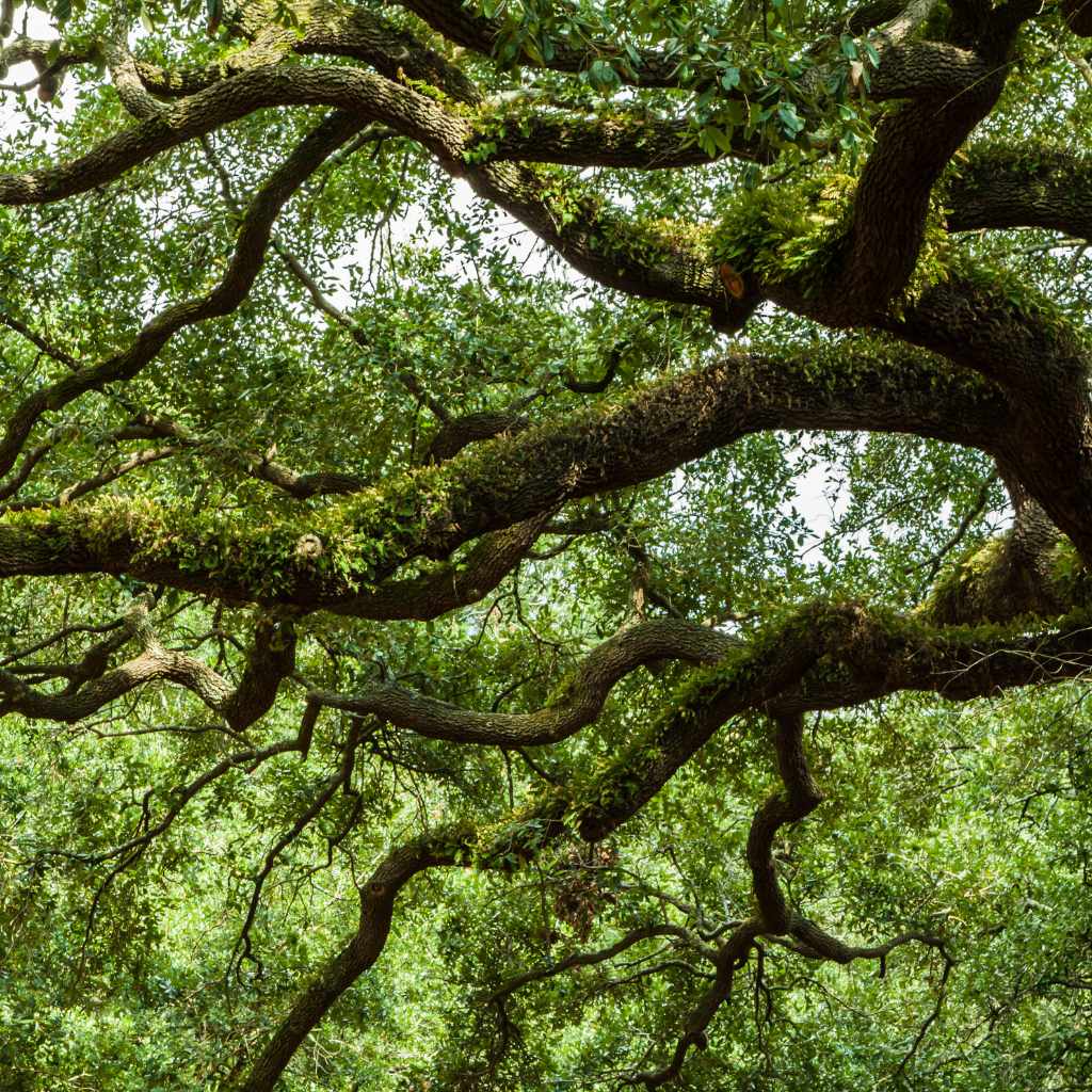 Keeping Safe and Healthy Around Poison Oak