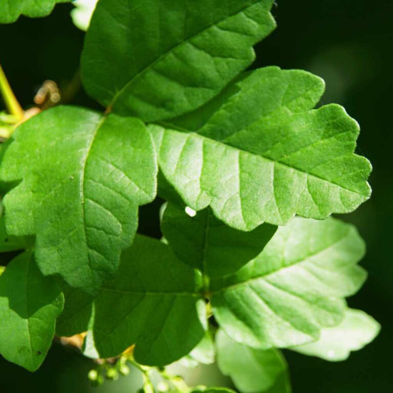 Best Way to Remove Poison Oak Safely for Safe Removal