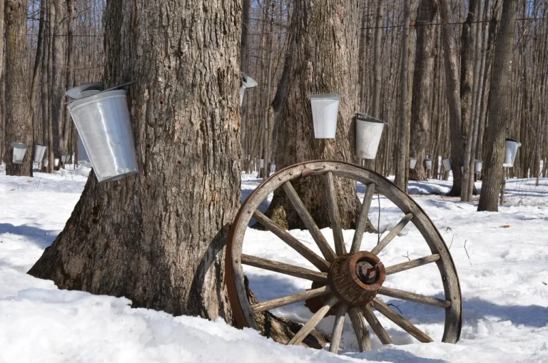Maple tree taps with collection buckets during spring sugar season in a snowy forest