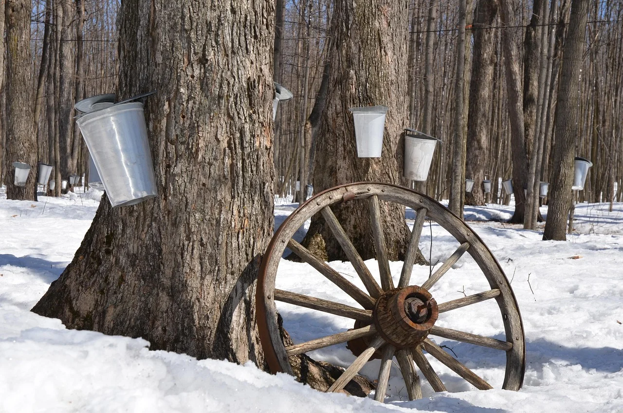 Maple tree taps with collection buckets during spring sugar season in a snowy forest