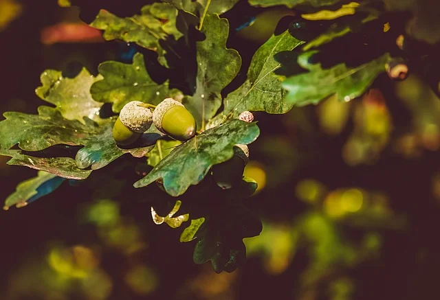Acorns growing on an oak tree branch among oak leaves