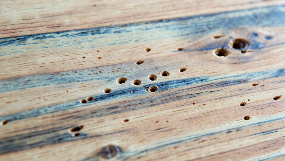 Ambrosia maple wood showing worm holes and staining