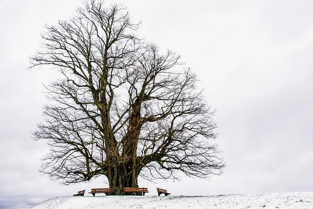 What Do Bare Branches Mean for a Woodworker