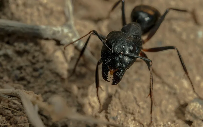 Close-up of a black carpenter ant showing its large mandibles Close-up of a black carpenter ant showing its large mandibles