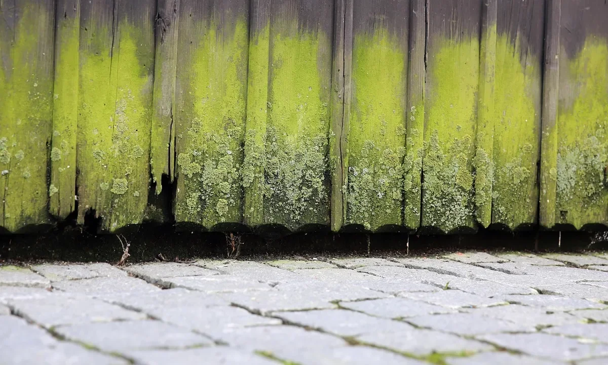 Algae-covered wooden fence boards damp at the base where they meet paving